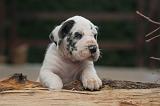 DOGUE ALLEMAND 980